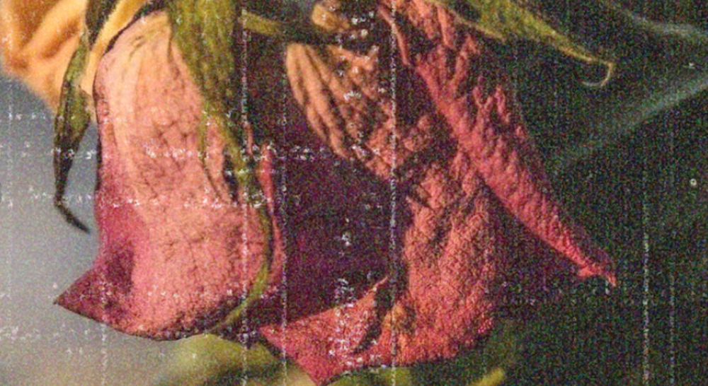 Les roses meurent aussi image de l'article